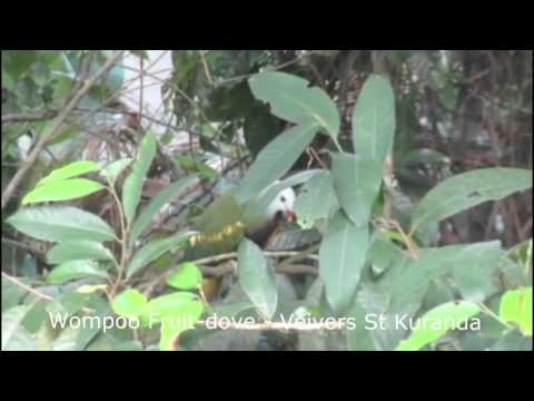 Wompoo Fruit Dove