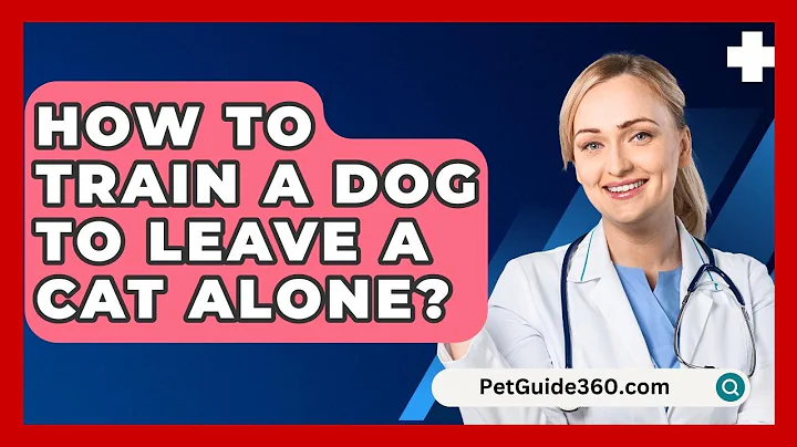 How To Train A Dog To Leave A Cat Alone? - PetGuide360.com