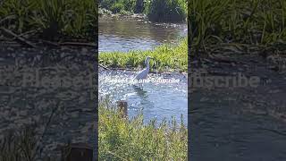 Serene Great Egret in Still Waters 🕊️ | Relaxing Nature Escape #Shorts
