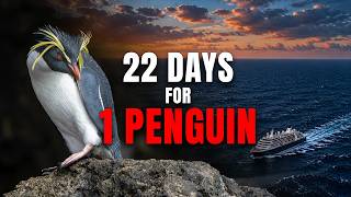 Nothing Went to Plan: Sailing to Tristan da Cunha to See a Northern Rockhopper Penguin | Silversea