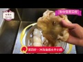 玻璃朱教你正確發花膠方法