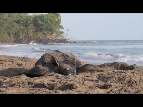 Leatherback turtle (Dermochelys coriacea) digging a nest, Trinidad, West Indies.
