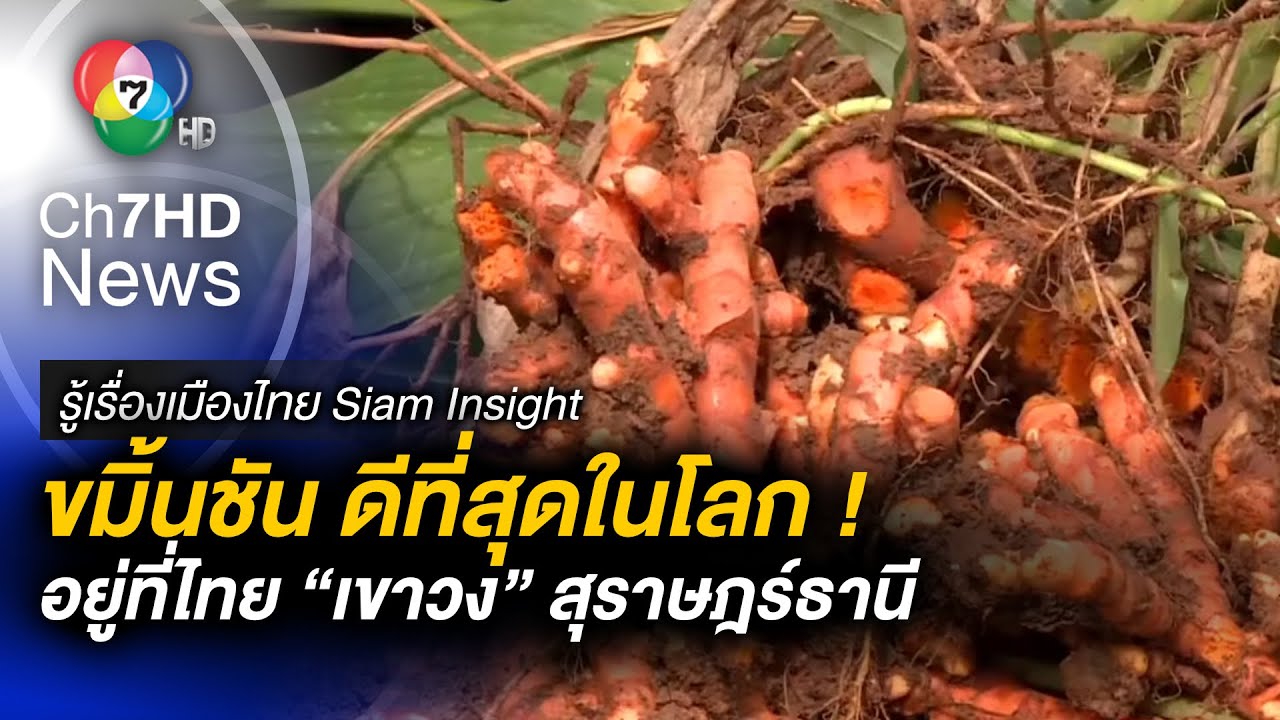 ลงพื้นที่ ! แหล่งปลูกขมิ้นชันดีที่สุดในโลกอยู่ที่ไทย จ.สุราษฎร์ธานี | รู้เรื่องเมืองไทย Siam Insight