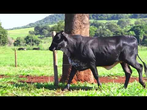 LOTE 27 JUBILA FIV GOPRO MOURA LEITE 2400 CK