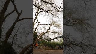 Tuesday Tree TIMELAPSE. Crane picks on Poplars. #arbortec #arborist #treework #chainsaw #timelapse