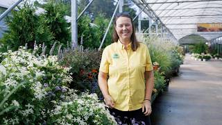 PETITTI | Perennial Bloom Calendar: September Blooming Perennials