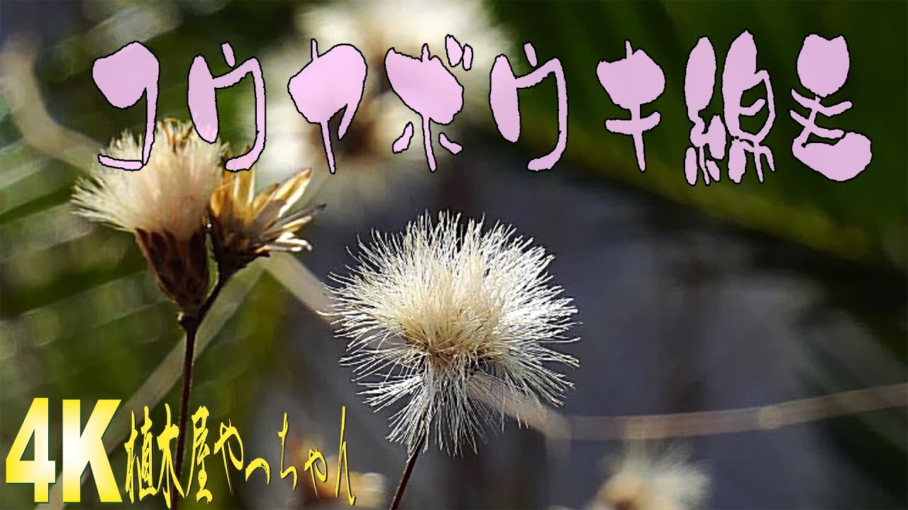 山採りコウヤボウキ冠毛 綿毛 2023 - YouTube