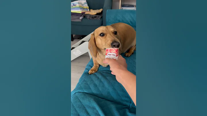 THIS IS WHY I AM A FAT DOG.😋 #shorts #dachshund #funnydogvideo @obiethesausagedog