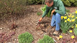 Spring shrub rose care