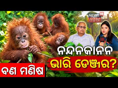 Orangutan in Odisha: Indonesia Seeks Return of Rescued Orangutans: Will Nandankanan Keep Them? N18V