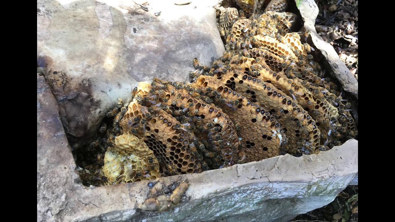 Bee Removal S.  Pasadena