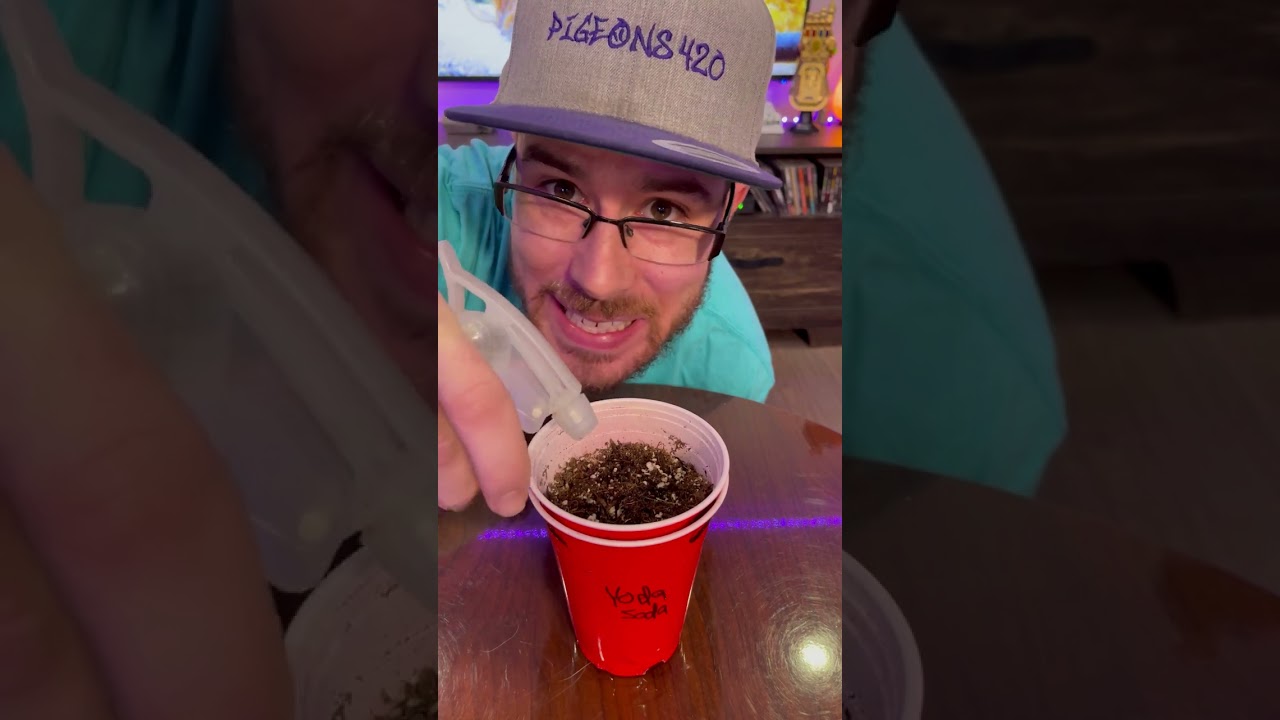 Как поливать рассаду 