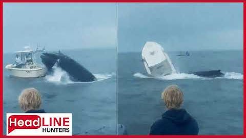 Two rescued after whale capsizes boat off coast of New Hampshire