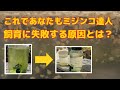 タマミジンコ飼育、失敗する原因はコレ。ミジンコ増やすのは簡単です。