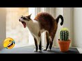 この動物たちは面白すぎて我慢できない!😂
