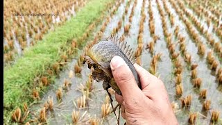 মুষলধারে বৃষ্টিতে উঝানো কই, মাছ ধরার রোমাঞ্চকর ভিডিও । rainwater Run fish  unique fishing