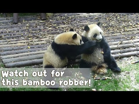 How Many Times Can Xing Hui Steal Fu Shun's Bamboo In Just 20 Seconds? | iPanda