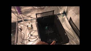 First update of 2021 with Fro yo Auto/ Power Plant Auto & Charlotte's Angel CBD Auto