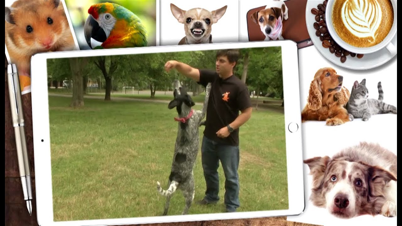 Ako naučiť psíka tancovať (MILÁČIKOVO)