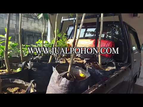 Bibit Pohon Duku Palembang Batang Besar Siap Berbuah (Proses Kirim)