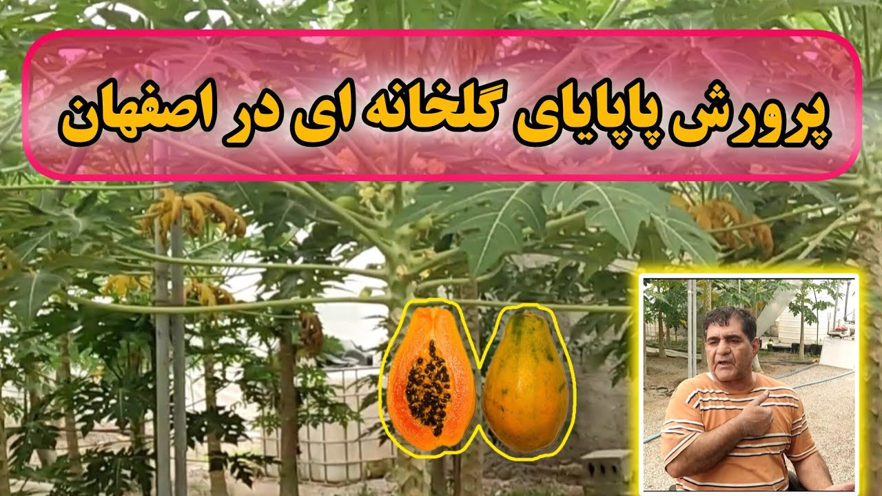 نکات مهم پرورش پاپایای گلخانه ای در اصفهان#کشاورزی#گلخانه#پاپایا#agriculture #greenhouse