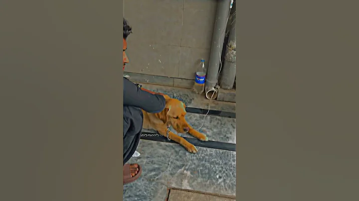 Dog with Tick Fever || Imizol || IV Treatment || #pets #dogshorts #dogs #doglover #doglife #petowner