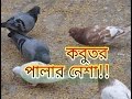   pigeons       rians studio