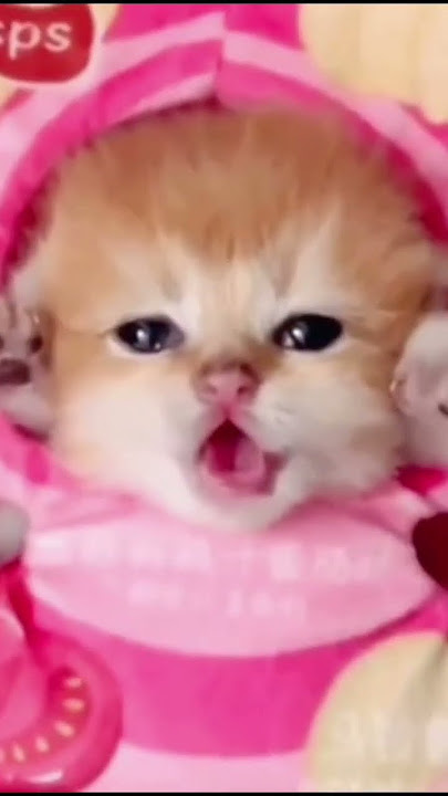 Kittens Socute #shorts #cat #fyp #trending