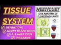 tissue system anatomy of flowering plants ncert class 11 chapter 6 biology notes revision neet NEET