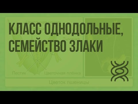 Видео: В зерне злака одна семядоля?