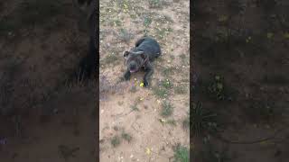 Cane Corso Relaxing In Nature