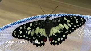 This video shows the life cycle of lime swallowtail butterflies under
our care. i also feature my lovely gal who loves butterflies. she has
been journeying w...