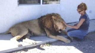 Lazy Lion Brushing Frenzy
