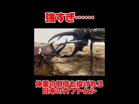 強すぎ 巨大な外国カブトムシを投げる日本のカブトムシ アトラスオオカブトvs国産カブトムシ Shortvideo 日本のカブトムシ最強 