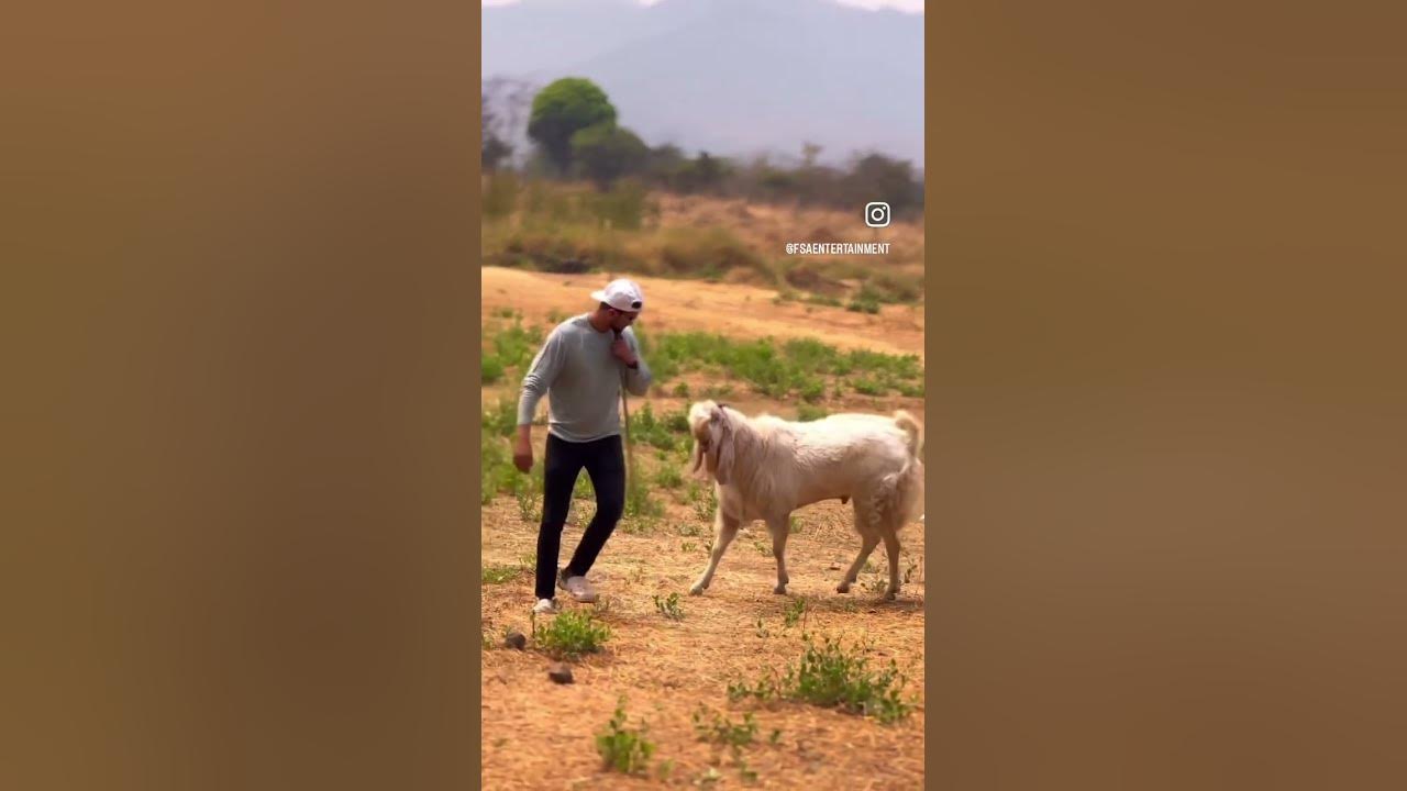 hamza-the-matchmaker-at-md-goat-farm-youtube