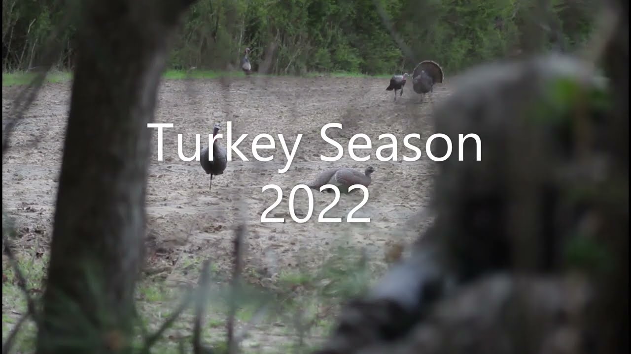 MASSIVE HARD GOBBLING TURKEY! -2022!! Southern Turkey Hunting at its BEST...