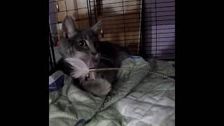 Gibes #fosterkittenrescue #kittensplaying #rochesterny #shortsvideo #shycat