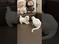 1️⃣ Funny Cat Turned Into a Fluffy Ball 😹 | Must Watch Cat Video