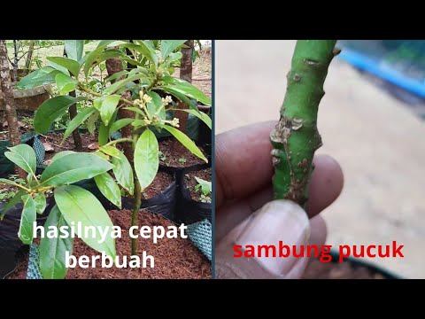 Cara Sambung Tanaman Alpukat