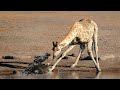Can Crocodile Hunt Giraffe When Crossing The River ?