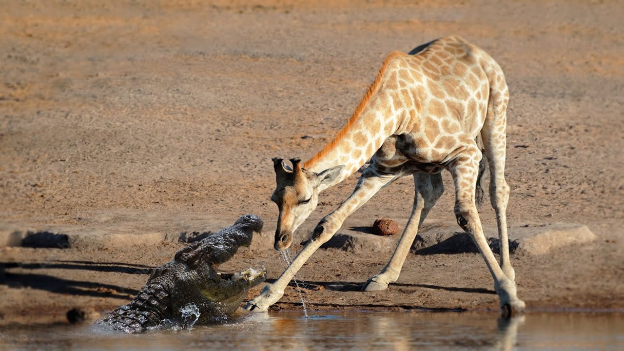 Can Crocodile Hunt Giraffe When Crossing The River ? - YouTube