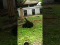 Rescued moon bear can't contain her excitment!
