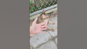 Mèo điên cắn chủ #khethui #shorts #funnycats #animals