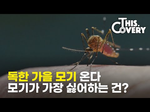 모기를 피하는 가장 확실한 방법...알려줌[THISCovery EP.9] (SUB)