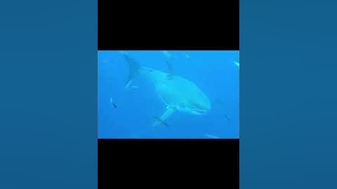 Top 4 Lần Camera Ghi Lại Cá Mập Megalodon Ngoài Đời Thật | Khaikhampha