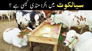 Cow Mandi 2021 Bakra Mandi Rates Ali Arshad Vlogs Cattle Mandi