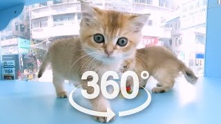 Cute Baby Cats Playing | VR 360 Cat Video | 4K | Virtual Reality