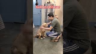dog training#🐕#video#share#viral#subscribe#contact#7988150626