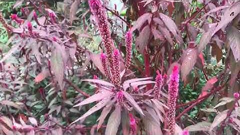 CÂY HOA MÀO GÀ CÓ TÁC DỤNG GÌ?