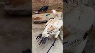 Parrot Nose Femal Aseel Murga